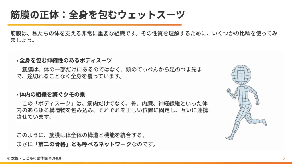 筋膜の正体：全身を包むウェットスーツ