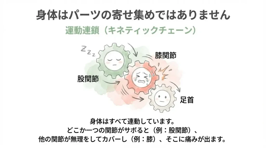 運動連鎖（キネティックチェーン） 