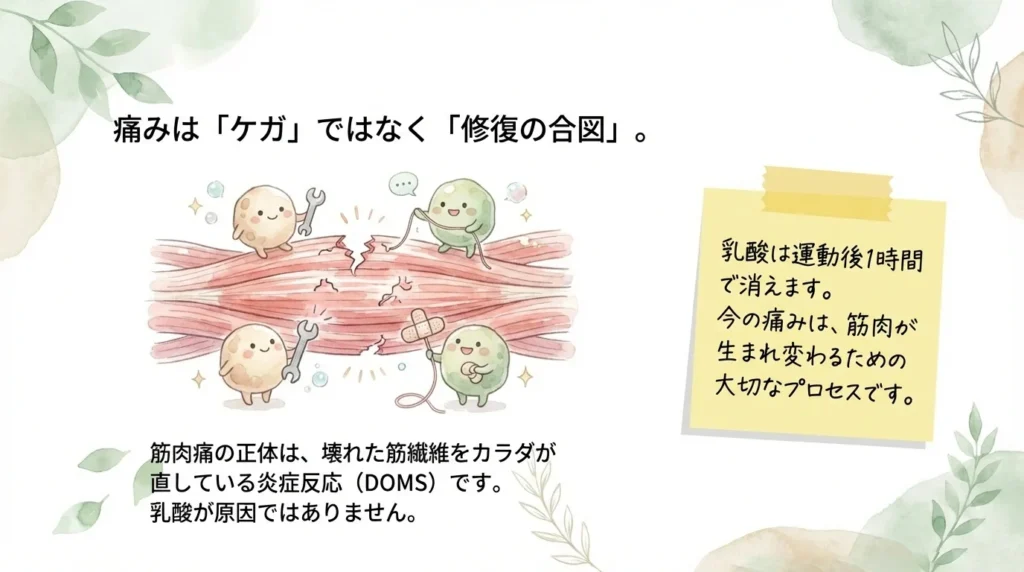 筋繊維を修復するかわいいキャラクターの水彩イラスト。筋肉痛の正体は炎症反応(DOMS)であり、乳酸が原因ではないことを説明。付箋風メモに「筋肉が生まれ変わるための大切なプロセス」