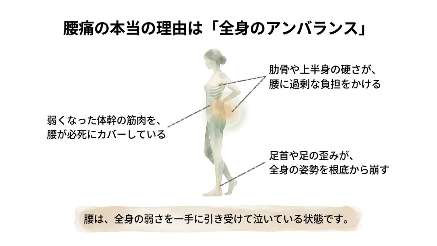 腰痛の本当の理由は全身のアンバランスであると解説する図解イラスト。弱くなった体幹、肋骨の硬さ、足首の歪みが腰に過剰な負担をかける状態を説明。