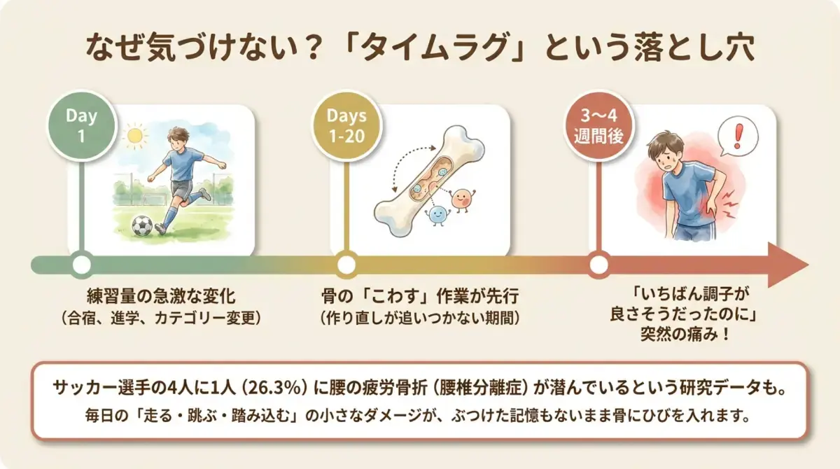 疲労骨折に気づけない理由を示す図。練習量が急に増えた日から骨をこわす作業が先行し、3〜4週間後に痛みが出はじめる